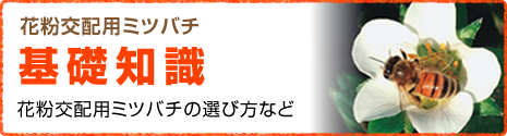 花粉交配用ミツバチ 基礎知識 花粉交配用ミツバチの選び方など