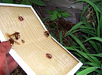 (1) 生きているスズメバチを2～3匹つける。